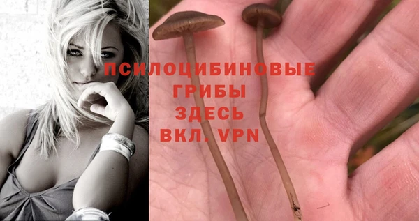 прущие грибы Карталы